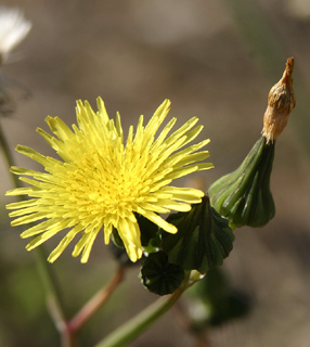 Sea Sow-thistle 