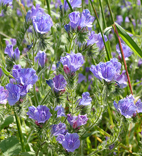 Purple Viper's Bugloss 