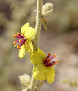 Verbascum eremobium