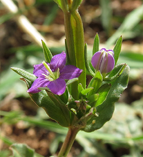 סגולית  הכלאיים 