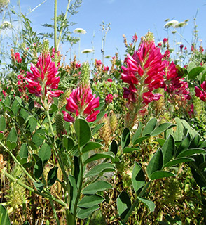 sulla clover, honeyplant 