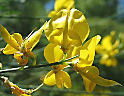 Spanish Broom, Rush Broom 