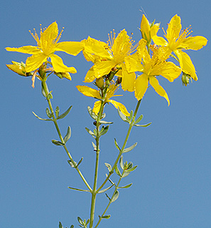 St. John's wort 