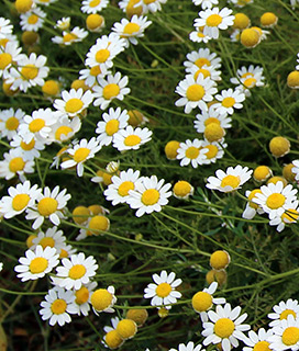 Stinking Chamomile 