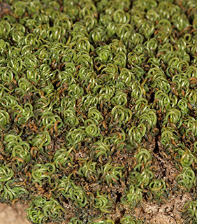 Neat Crisp-moss 