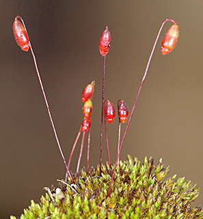 Bicoloured Bryum 