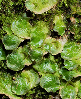 Crescent-cup Liverwort 