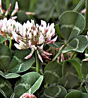 White Clover, Dutch Clover 