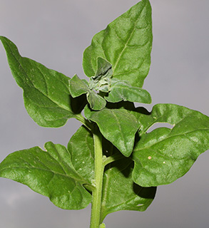 New Zealand Spinach 