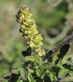 Cuman ragweed, Perennial ragweed 