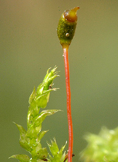 Indian Feather-moss 