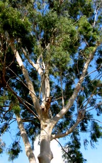 Lemon-scented gum, lemon eucalyptus   