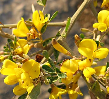 Spiny Broom 