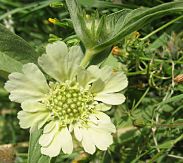 Prolific Scabious 