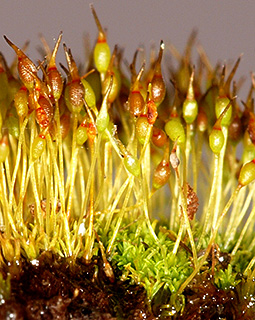 Blunt-leaf Tufa-moss 