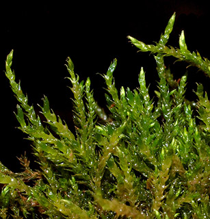 Fountain Feather-moss 