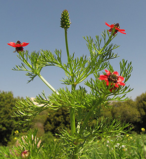 דמומית  השדה