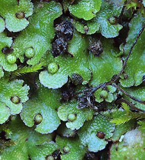 Hemisphaeric Liverwort 