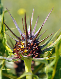 Tumble Thistle 