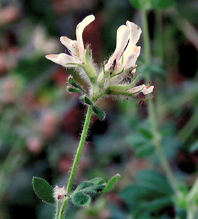 canary clover, hairy canary-clover 