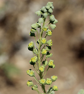 Woollyleaf Bur Ragweed 