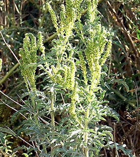 Slimleaf Burr Ragweed 