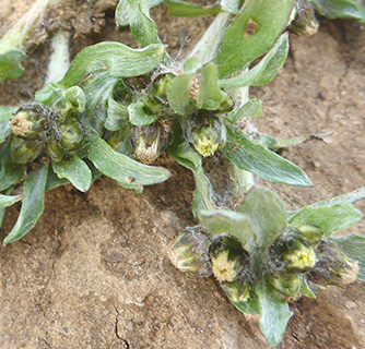 Low Cudweed 