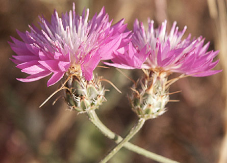 Blush Centaury-thistle 