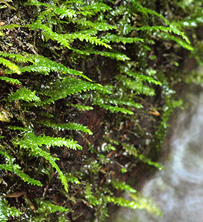 Long-beaked Water Feather-moss 