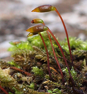 Glasswort Feather-moss 