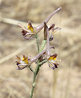 Rocket larkspur 