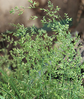 Weeping Alkali-grass 