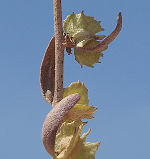 Four-wing saltbush 