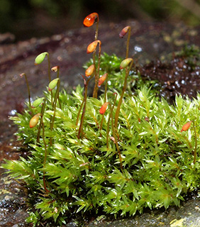 Pink-fruited Thread-moss 