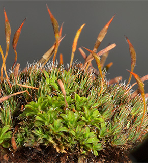 Small Hairy Screw-moss 