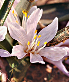 Egyptian Meadow-Saffron 