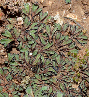 Black Crystalwort 