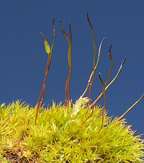 Soft-tufted Beard-moss 