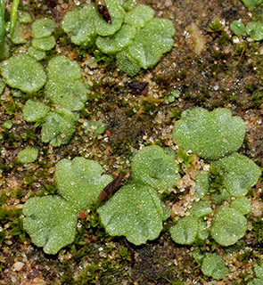 Blue Crystalwort 