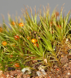 Awl-leaved Earth moss 