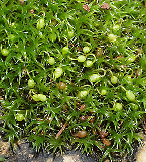 Hair-pointed Grimmia 