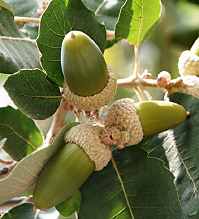 Boissier Oak, Aleppo Oak 