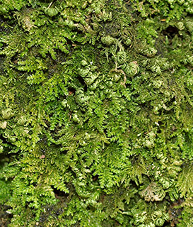 Prince-of-Wales Feather-moss 