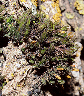 Smooth bristle moss 