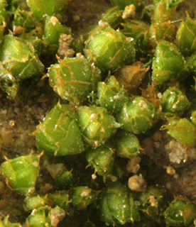 Triangular Pygmy-moss 