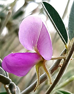 טפרוסיה  נובית 