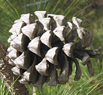 Pinus pinea