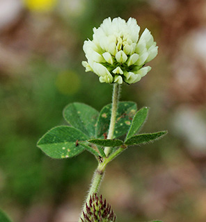 Prickly Clover 