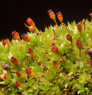 Norfolk Bladder-moss 