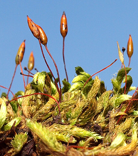 Silky Wall Feather-moss 